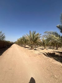 كاع للبيع • ٥ دوانم • شارع كربلاء نجف