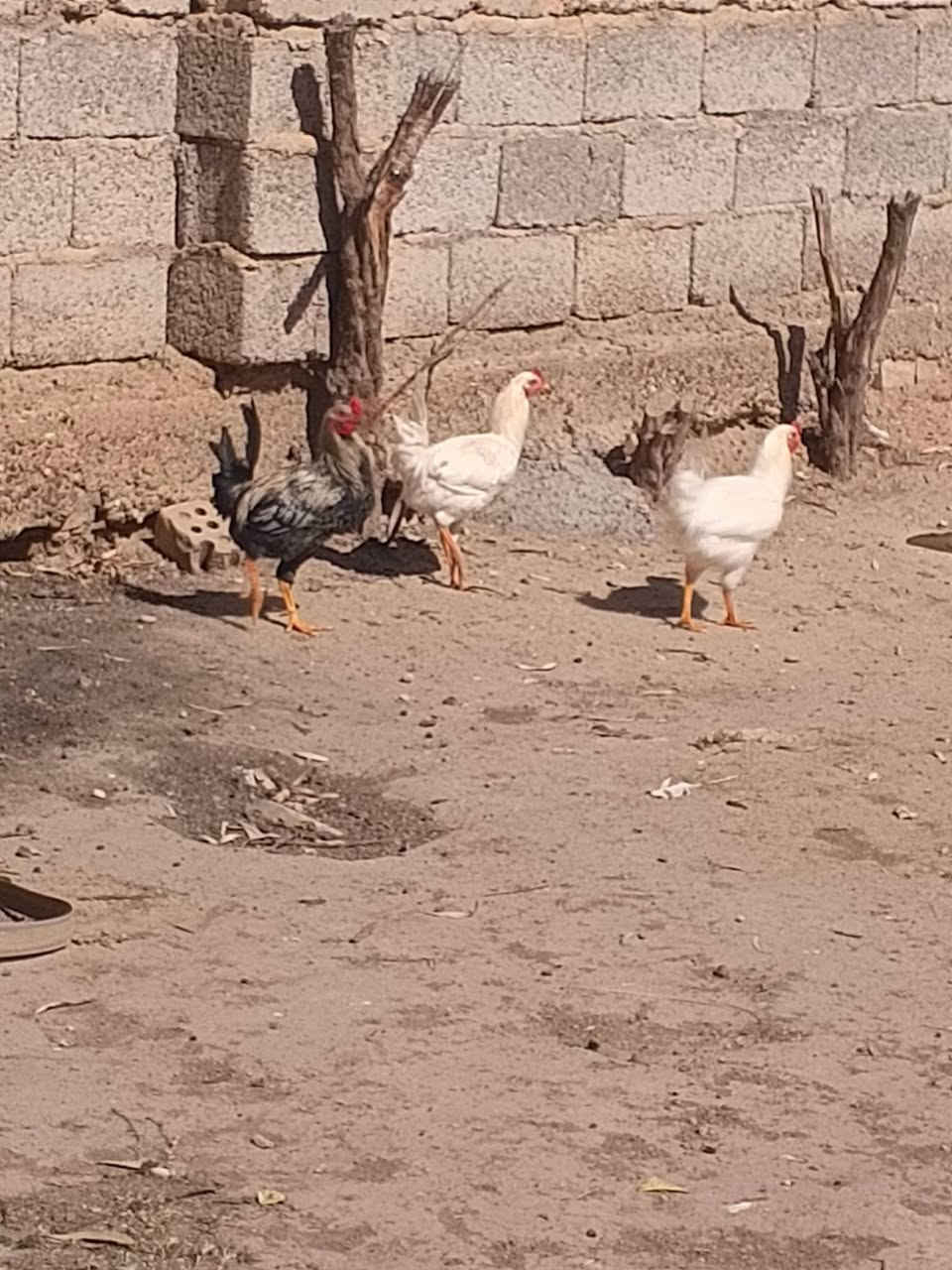 سلام عليكم
1شمسي

1كويتي

2بيظ صافي

1شوكي كلمن وسعره مكاني تاجي مقابيل من شئت نصر

الشراي يدلل ***********
