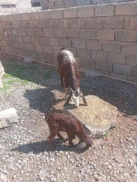 عنز البيع وراه صخله تصل 07801483131