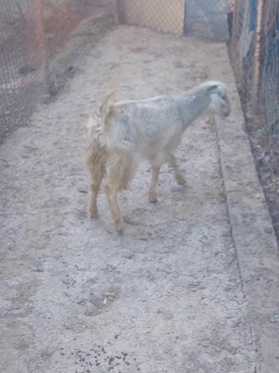 سلام عليكم يوجد صخله للبيع سعر  160وبيه ماجل قليل للستفسار اتصل عل رقم الهاتف *********** العنوان تكريت قرب مجلس المحافضه القديم
