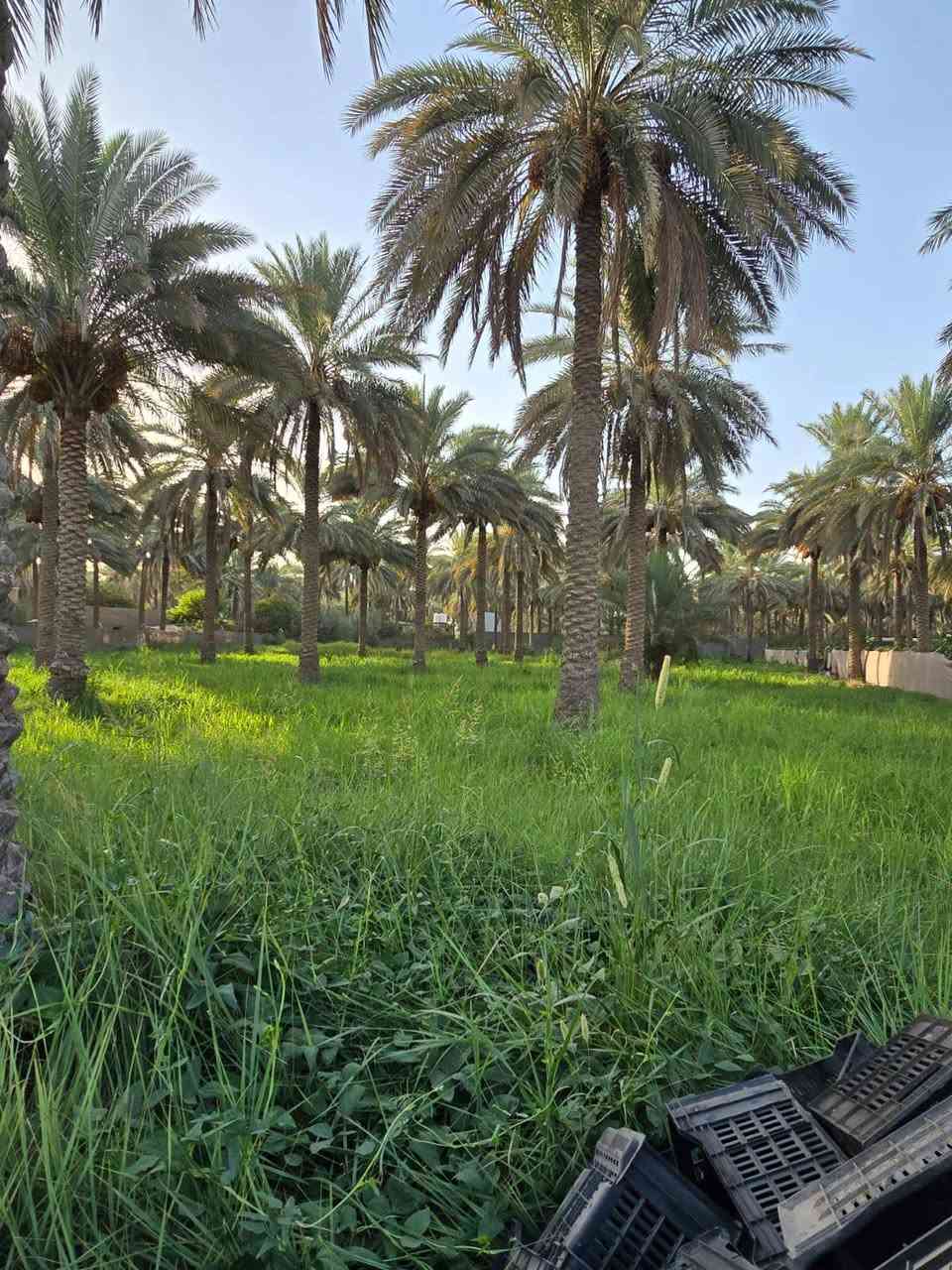 الموقع شارع الخطاطبه الرابط بين شارع بغداد وشارع الحسينيه العطيشي المساحه دونمين و١٥٠ متر طابو تحويل أسهم الواجهه ٥١ متر السعر ٥٥٠ مليون تباع كلها أو دونم للاستفسار خاص أو الاتصال ***********
