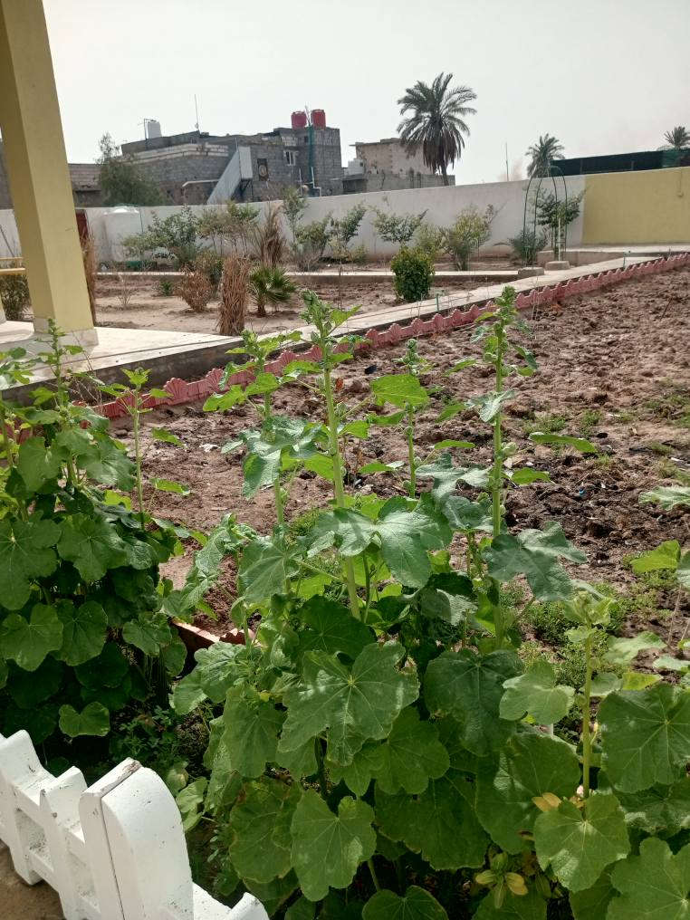 السلام عليكم للبيع مساحه 1300م بصره شط العرب الكباسي نزلت البرباده يبعد عن نهر الكباسي حوالي 300م بجواره مجموعه شاليهات مكان روعه ملك صرف زراعي سعر 325مليون
مكتب عقارات الميناء *********** البصرة, العراق
