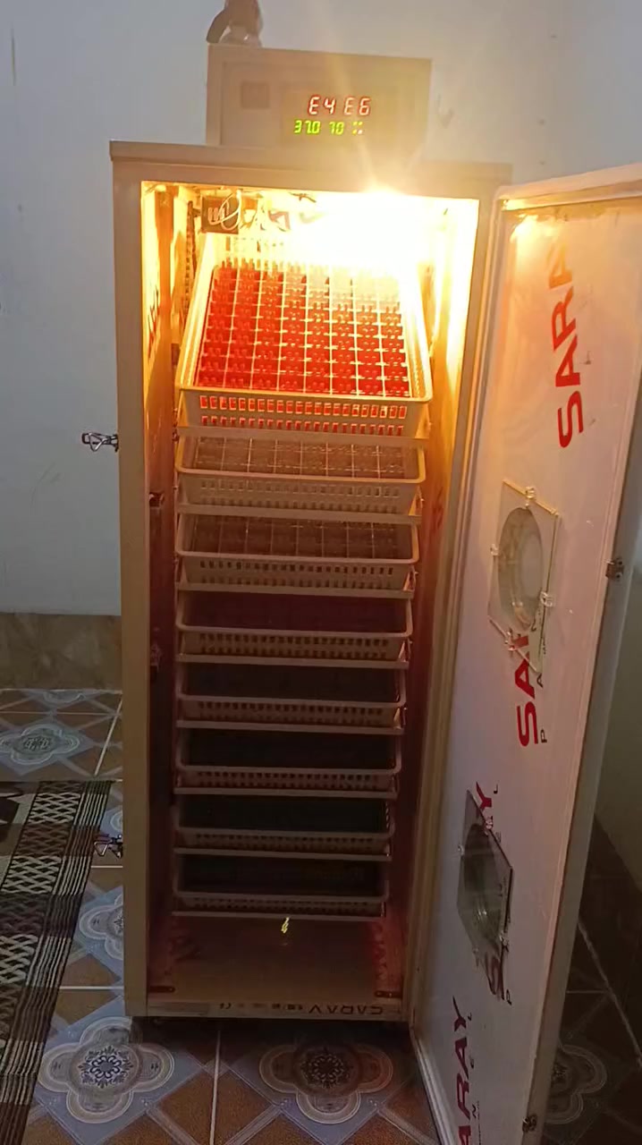 ***********
للبيع مفاقس عدد1+حاضنة  700 بيضة سعر 390الف فول اوتوماتيك مبخرة خارجية نضام دبل هيتر نضام جيموكة حاضنة 400فرخ مفرقات حساسات حرارة سعر 95 المفقس انتاج معمل (سيد حسين النحال كركوك) نسبة تفقيس 85٪شرط التفقيس والفحص المكان كركوك روناكي غير متاح في الخاص الاتصال علا الرقم فقط
