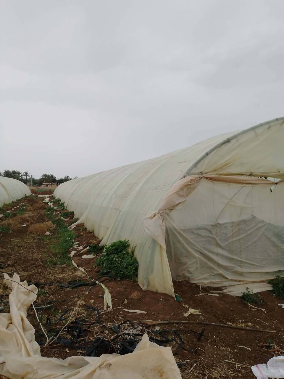 السلام عليكم عندي بيوت العدد اثنين واحد اردني 22 قوس 52 متر واحد لبناني 22 قوس هم 52  العنوان بابل والنايلون اردني قطع 12 قطعه البيت ***********
