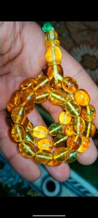 كهرب بولندي • حشري • ١٣x١٠