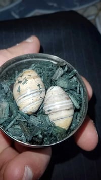 ديكور منزلي • أغراض منزلية • للبيع