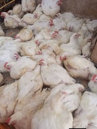 دجاج • دجاج خشن • دجاج ناعم • صدر دجاج • افخاذ دجاج • اجنحه دجاج • لحم...