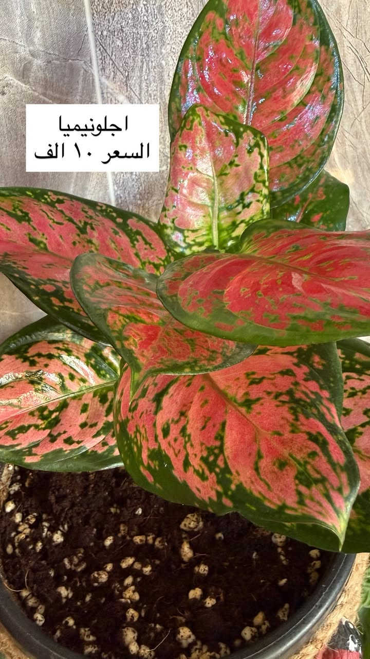 نباتات بيت للبيع 🌿🪴 الاسعار مكتوبة 

موجود توصيل داخل كركوك


**إذا كنت صاحب هذا الإعلان وتريد حذفه لأي سبب، رجاءا أرسل رسالة إلى الدعم الفني**