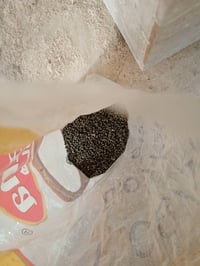 باميا • درجة أولى • بترا وحسناوية