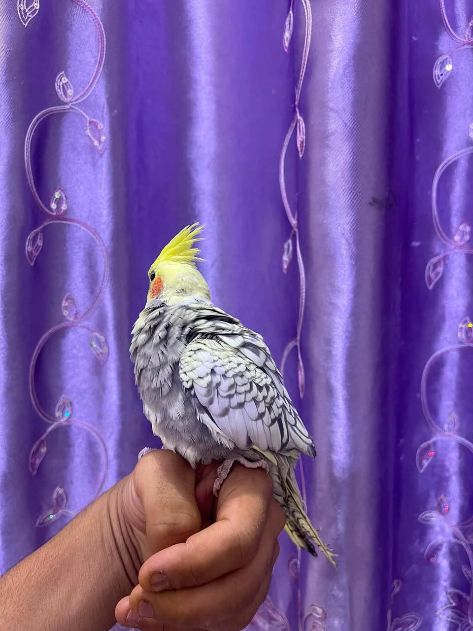 كوكتيل اليف طينه صحة جيدة ملقح وكامل 
عمره تقريبا ٦ شهور 
نثية فحل ما اعرف لكن اعتقد فحل 
كلش حلو ولعوب السعر ٥٠ الف قفل مع القفص . اتواصل عبر الهاتف *********** ما متواجد ع الفيس
