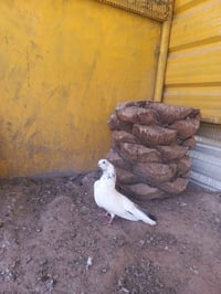 تور • زوج • للبيع