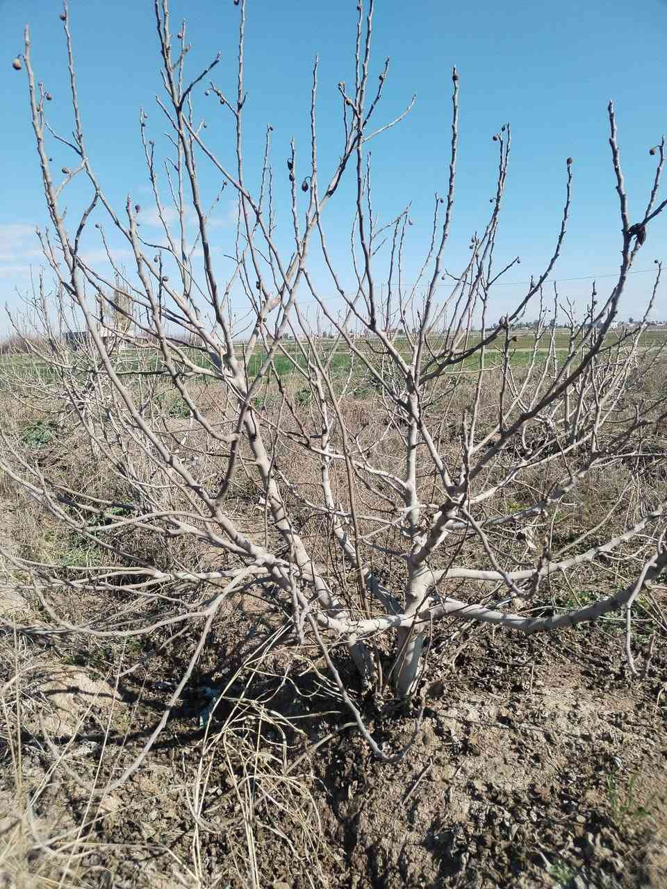 سلام عليكم يوجد كادر تقليم انواع الفوكة شقل رقم واحد التصال *********** خابر تدلل 🪾
