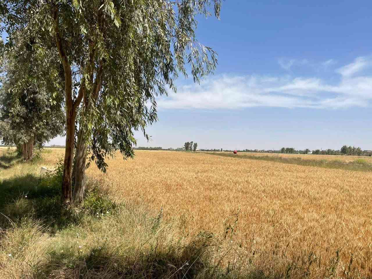 🌟 عرض اليوم 🌟

أرض للبيع — طابو زراعي سند ٢٥ تحويل مباشر
المساحة الكلية ٢٠ دونم
قطعة راقية جداً على شكل مربع ومزروعة بالكامل 🌱

📍الموقع مميز جداً
الرمادي ناحية اليرموك بداية منطقة القرية العصرية 
تصلح للسكن أو لأي مشروع استثماري ناجح بسبب موقعها الجغرافي والخدمات المتوفرة بالكامل:
✔️ ماء
✔️ كهرباء
✔️ تبليط
✔️ مدارس
✔️ خدمات بلدية

✨ الأرض معزولة عن الزخم السكني وتوفر راحة وأمان واستقرار للمستقبل
✨ شكلها المربع وعلى شارعين يخدم أي مشروع
✨ تكدر تقسمها دوانم أو تحولها قطع سكنية وتستثمرها بالشكل اللي يناسبك

💰 سعر الدونم: ١٢ مليون فقط

📞 هذا العرض من مكتب عدنان العسافي للخدمات العقارية
للتواصل والاستفسار:
*********** واتساب
*********** واتساب

📍أو زيارة مكتبنا:
الرمادي — ناحية اليرموك — قرب بناية ناحية اليرموك — الفرع الأول

نستقبل جميع العروض العقارية داخل مدينة الرمادي 🤝

أبو أحمد
أيابه شحياكم الله 🌹

#الرمادي
#اليرموك
#عقارات_الرمادي
#اراضي_للبيع
#استثمار
#ارض_زراعية
#عقار
#بيع_وشراء
#الانبار
#استثمار_عقاري
#مكتب_عدنان_العسافي
#عروض_عقارية
#اراضي
#مشاريع_استثمارية
#طابو_زراعي
#سكن_واستثمار
#عقار_الانبار
#الرمادي_الآن
#ابو_احمد
#عقارات_العراق
