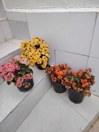 07708388349 متاح سندانات ورود طبيعي داخلي و خارجي كل سندانه بي ١٠٠ ورو...