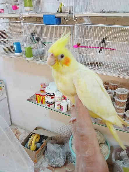 كوكتيل شكري اليف بعده زق ب35 الف التك المكان قضاء المدينة منطقة الجلال قرب مدرسة العقيده اتصل على الرقم لئن مامتواجد على الفيس ***********
