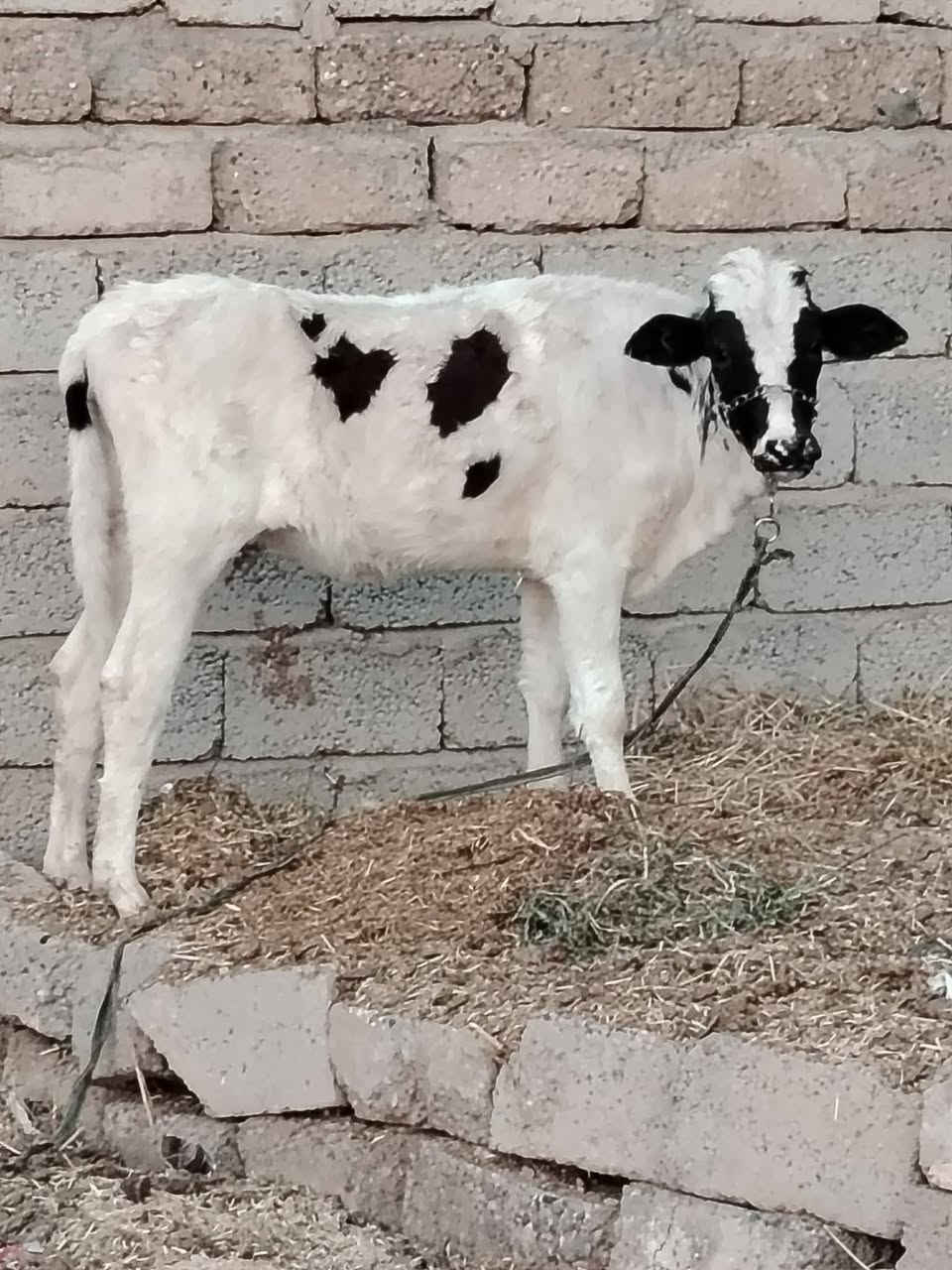 السلام عليكم
للبيع جوز حوليات جنس اصليات يرهمن ربط وجنيه السعر مليون و650 وبيهن مجال قليل الاستفسار الاتصال على الرقم *********** // *********** موجود توصيل حسب الاتفاق
