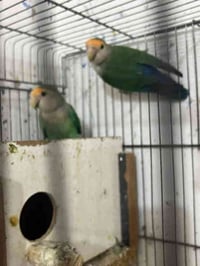 غندوره • قفص كامل • موصل حمدانيه