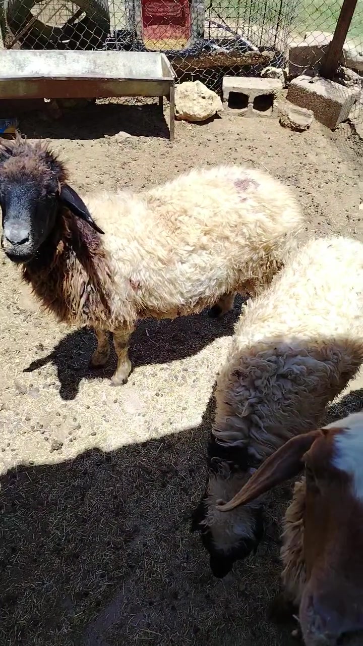 متاح زوج نعاج وحده مطفل وراها فطيمه بكبرها ام ثالث سن وشطر والشكره ام اول بطن مبدله سنين خشانه ما شاء الله فول مال جنيه ترهم تفريد كلشي وسعره خاص مفتوح رقم الموبايل *********** مكانه بروانه
