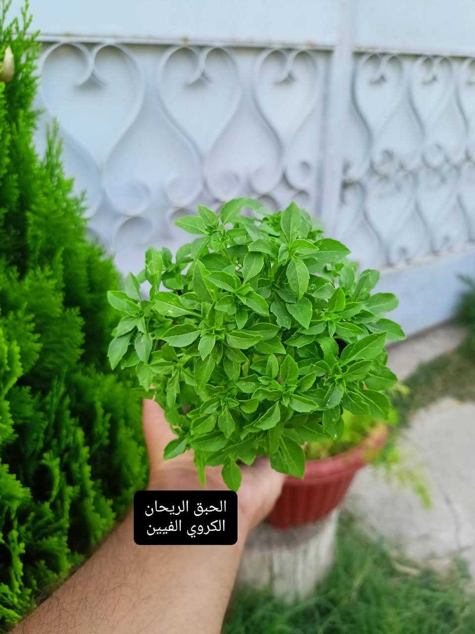 نباتات للبيع وبأسعار مناسبة الأسعار داخل كل صورة بالمنشور للحجز مراسله الصفحه ولا تنسوا متابعه الصفحه 🌷


**إذا كنت صاحب هذا الإعلان وتريد حذفه لأي سبب، رجاءا أرسل رسالة إلى الدعم الفني**