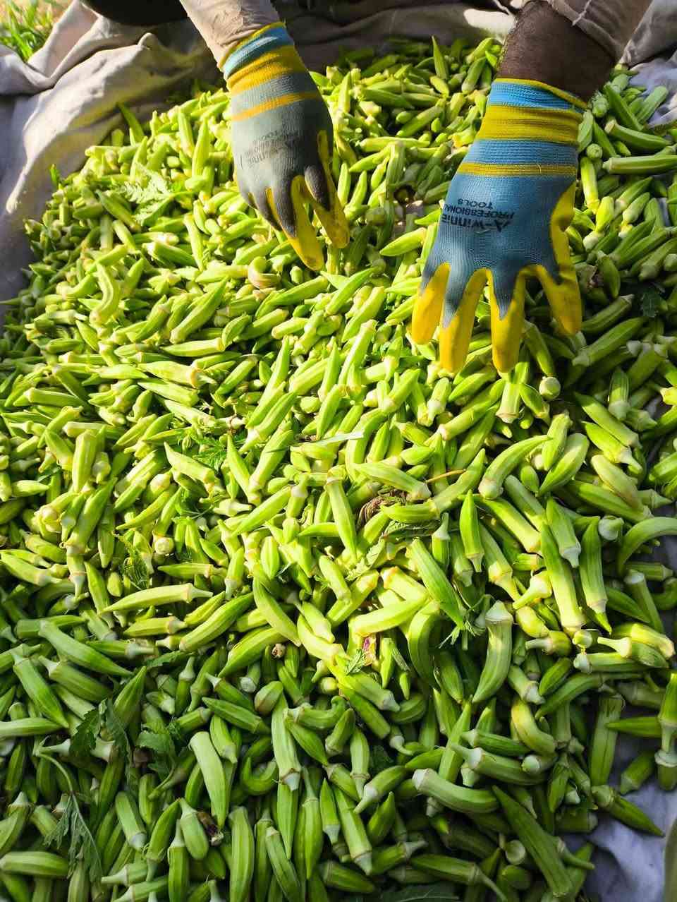 بذور بانيه خير من الله درجه اولى معربه ***********
