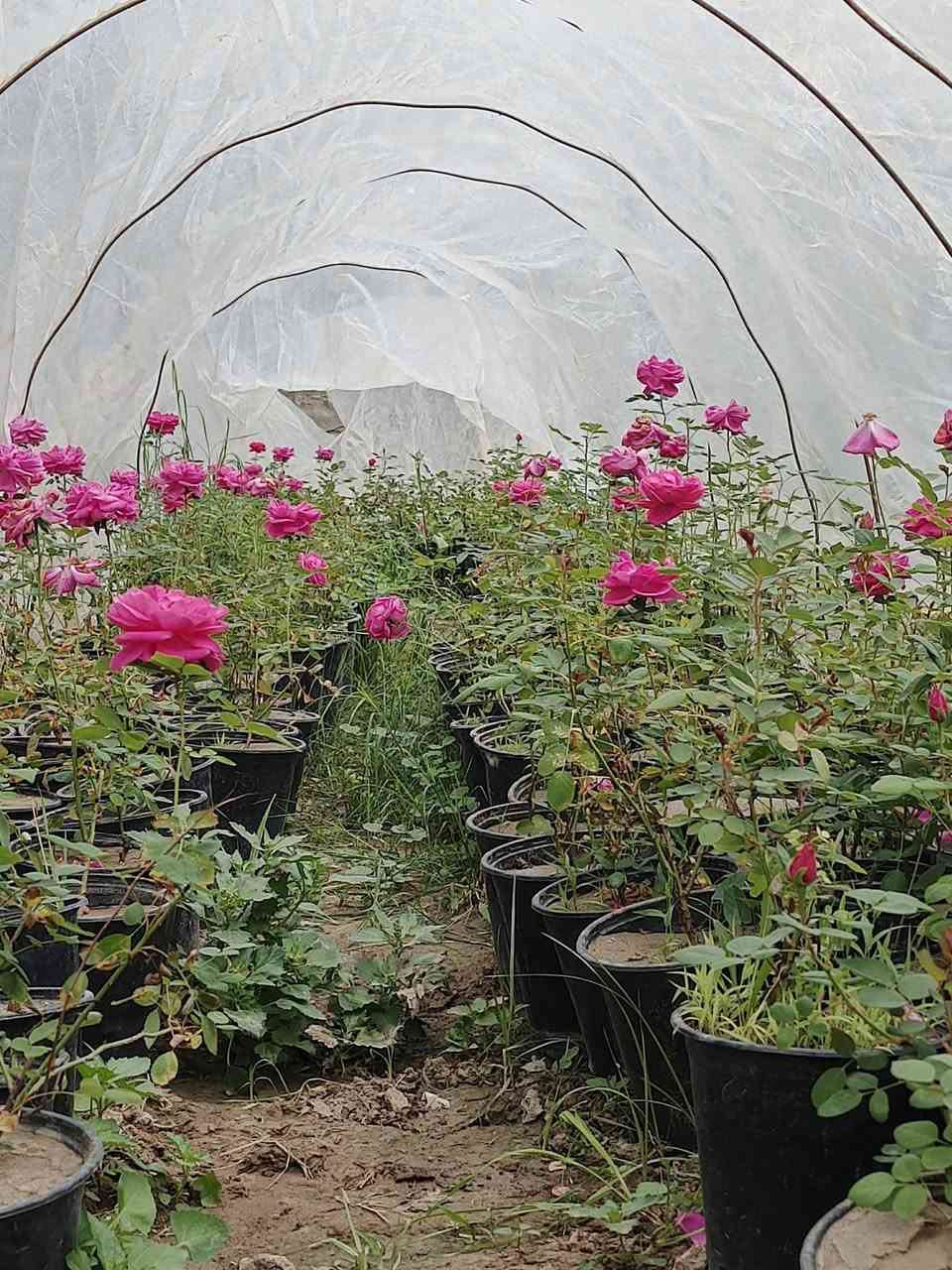 اللهم صلي على محمد وآل محمد
يتوفر جوري سلطاني عطري سعر سندانه 19 الف وربع 
او سندانه 21 اب الف ونص جمله 
العنوان حله طريق الدبله يتوفر خدمة توصيل داخل الحله 
محافظات جمله فقط


**إذا كنت صاحب هذا الإعلان وتريد حذفه لأي سبب، رجاءا أرسل رسالة إلى الدعم الفني**