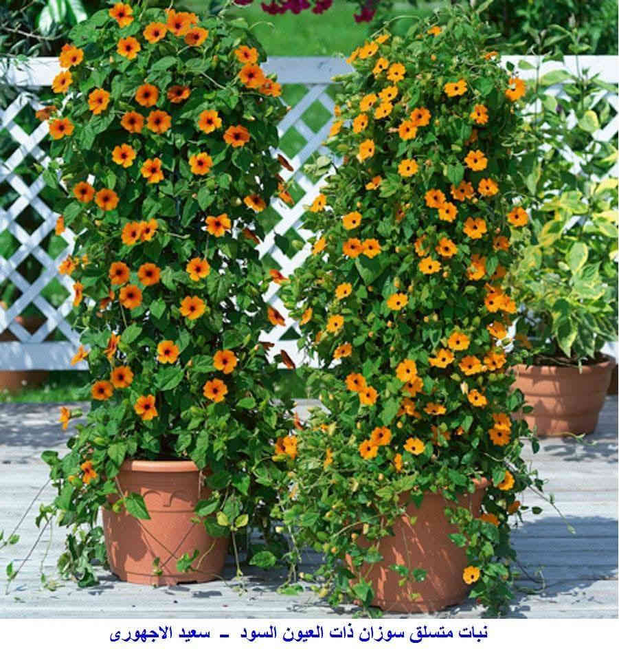 متاح لدينا بذورها متسلق سوزان ذات العيون السوداء الون الأحمر لطلب والحجز
واتساب *********** السماوه أو مراسلة الصفحه يوجد خدمة توصيل طلبات داخل السماوه ولكافة المحافظات لباب البيت أنواع البذور الاستوائية النادره
