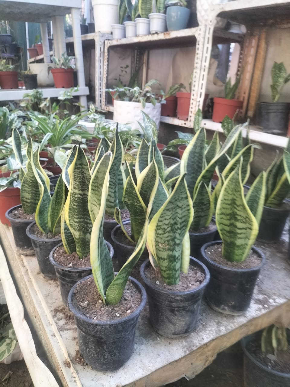 مشتل فهد فاضل بغداد الحسينيه سوق الاول فرع الاطباء
توفر لدينا جميع انواع النباتات الظليه والشمسيه 

يوجد لدينا توصيل داخل حسينيه فقط اتصال على الرقم واتساب ***********
