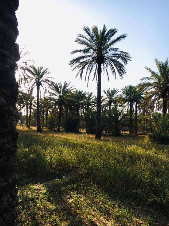 السلام عليكم بستان اللبيع المساحة دونم وربع سند 25 ماء سقي وماء اسأله وكهرباء المكان السياحي للبيع  او امراوس بـ بيت كبير حسب القناعة ***********
