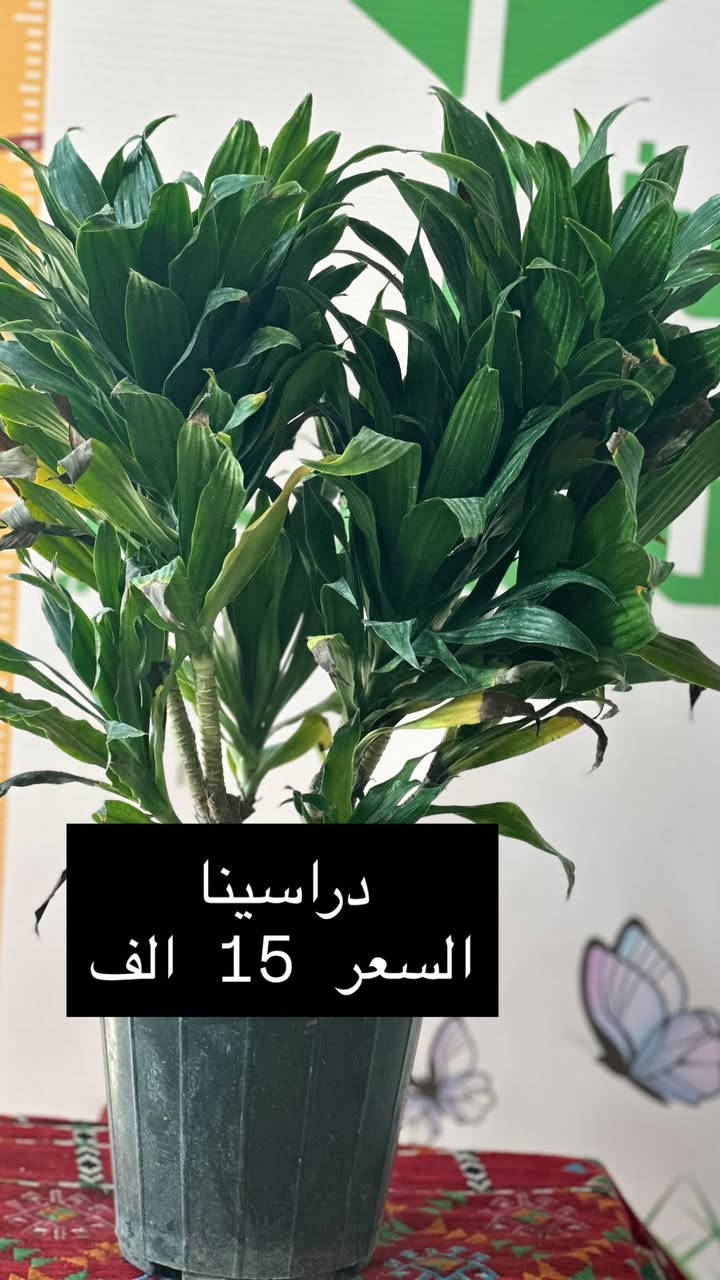 وصول وجبة جديدة – مشتل نبتة العضوي ✨🌱

يسرّنا إعلامكم بوصول وجبة مميزة من النباتات الداخلية والخارجية ذات الجودة العالية 🌿
تم اختيارها بعناية لتناسب المنازل، الحدائق، المكاتب والمشاريع التجارية.

🪴 النباتات الداخلية المتوفرة:
• نباتات زينة ورقية
• نباتات ظل فاخرة
• نباتات تنقية هواء ومكاتب

🌳 النباتات الخارجية:
• شتلات زينة وحدائق
• أشجار مثمرة وزينة
• شجيرات سياج وأرضيات خضراء

✅ جودة عالية
✅ نباتات صحية ومضمونة
✅ أسعار مناسبة ومنافسة

📍 العنوان: الرمادي – التأميم – شارع السيراميك
مقابل مجمع MPC السكني

🚚 تتوفر خدمة توصيل داخل الرمادي والمناطق القريبة

📞 للاستفسار والحجز: على الخاص او الاتصال على الرقم ***********

🌿 الكمية محدودة – سارعوا بالحجز �⁩
