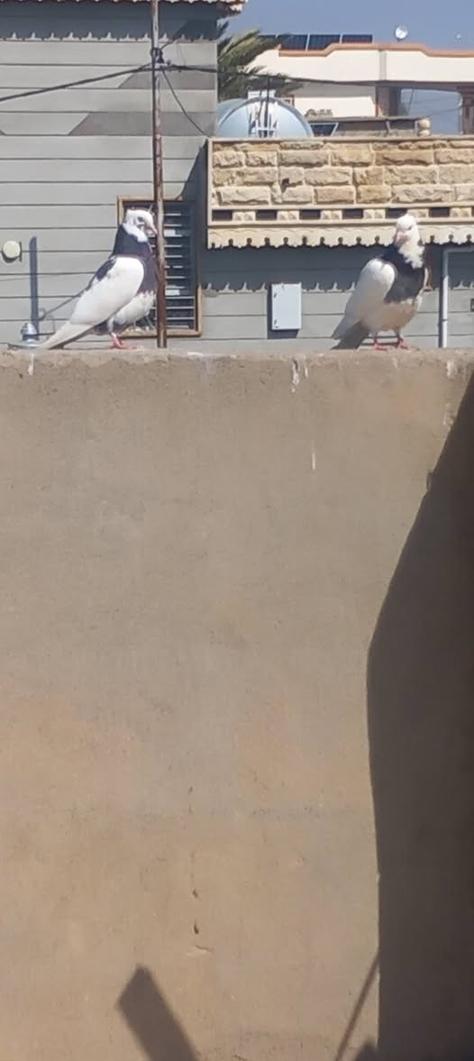 السلام عليكم
6ايرانيات للبيع السعر 25الف نهايتهن كلهن بيعه وحده مكاني الزاب اليريدهن يراسلني خاص او يتصل عله هاذه الرقم #***********
