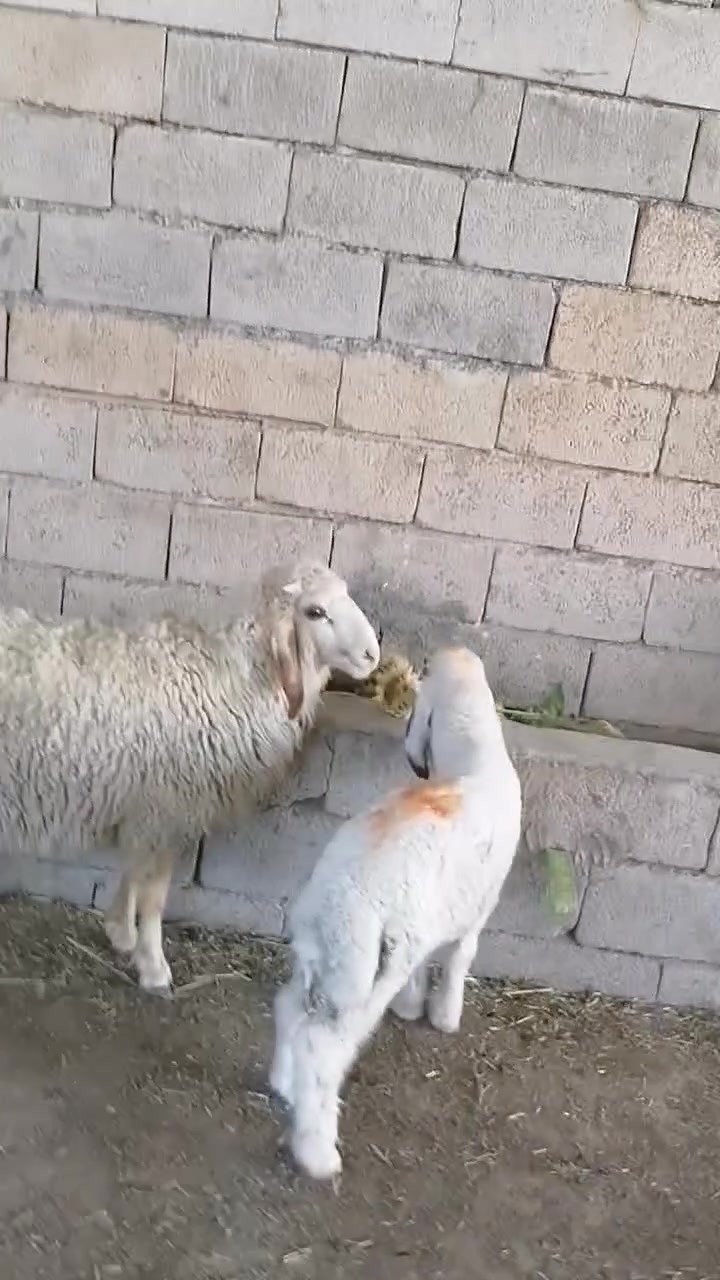 يالله سلام عليكم ***********
فطيمه وطلي كريشي نذاري مال ارباط الي يريدهن هسا يتواصل وياي وبل خدمه المكان واسط الشحيميه قريه 10
