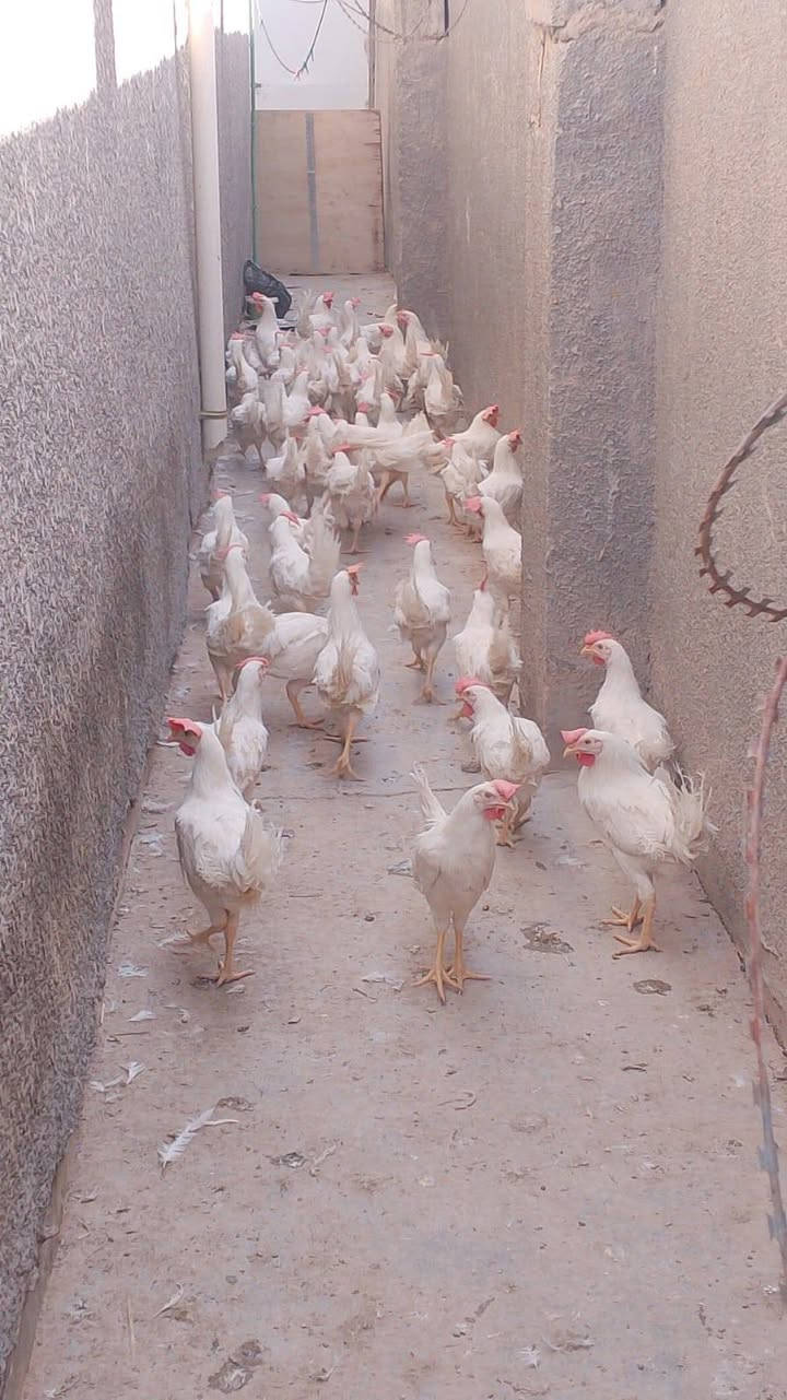 ديوجه عدد٣٠ ديج مال دجاج البياض للبيع في تقاطع  النهروان ابيعه كلهن شلع الي يريدهن يتصل عليه @إشارة ***********
