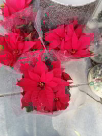 مشتل الربيعي • سوق الشمري • النهروان