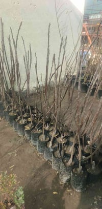 تين بني مسلم • مشتل العذاري • توصيل غماس