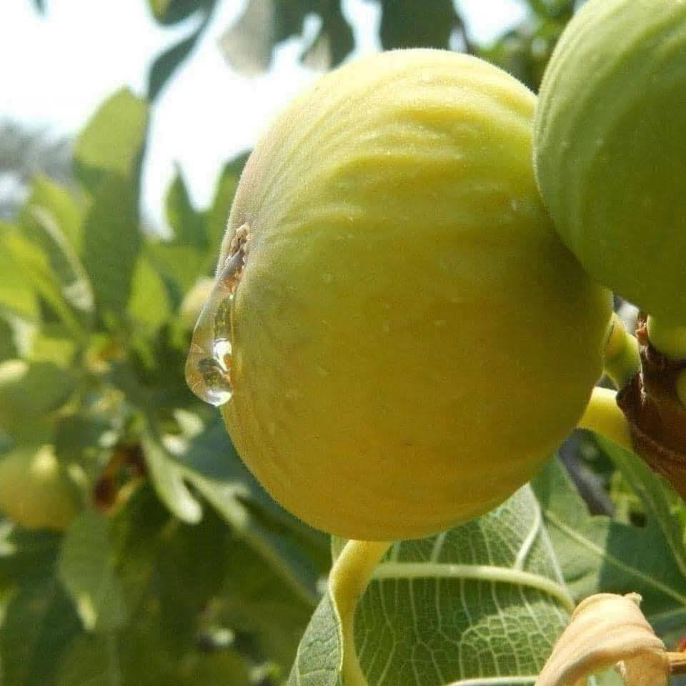 وصول وجبة جديدة في مشتل ناطق العلوان الخميس 14/5شجرة تين العسل الأصفر من كازاخستان 🍯

🟨 تين أصفر كبير الحجم، نوع نادر
🟨 یحمل مرتین کل سنە (صيفي وخريفي)
🟨 طعمه كالعسل وحلاوته خفيفة 🍯
4-6 حبە یطلع اکثر من کیلو
🟨 يحمل ثماراً وفيرة
🟨 يتحمل الحرارة و الجواء العراق
🟨 الاول سنە یحمل

🟨 مناسب لمناخ  العراق

___________
للحجز و الطلب ، تواصلوا معنا عبر الواتساب ***********
