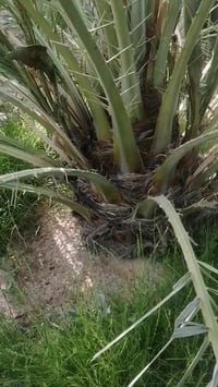 أنواع النخيل للبيع اللي يرغب بالشراء يتواصل ويانة على الرقم 0770322102...