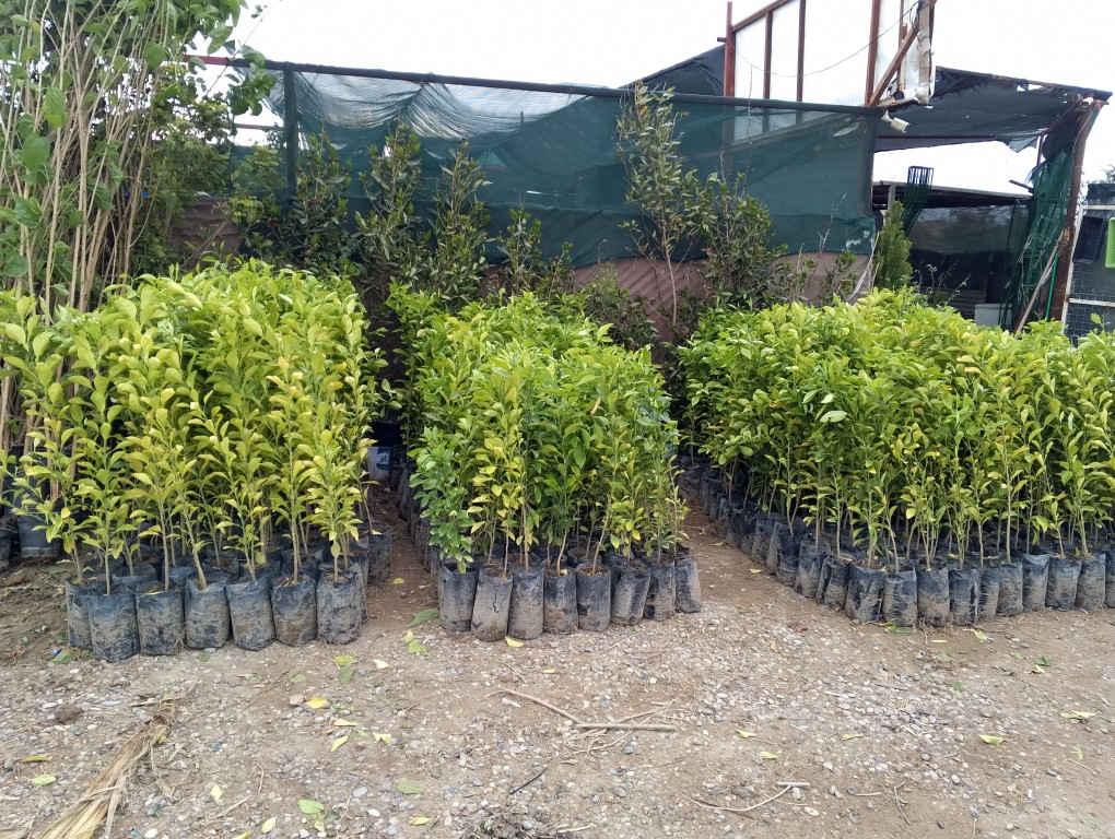 ⛔1000الف دينار⛔
🍊 عروض مشتل الربيع- شتلات نارنج مميزة! 🍊
زبائننا الكرام في ديالى الحبيبة، نود إعلامكم بتوفر وجبة جديدة من شتلات النارنج بمواصفات رائعة وأسعار لا تُنافس!
📏 الارتفاع: متر واحد وأكثر.
🌱 الجودة: شتلات قوية ومثالية للزراعة في هذا الموسم.
💰 السعر: 1,000 دينار فقط للشتلة الواحدة!
📦 الكمية: متوفرة بكميات كبيرة 🔺جمله-مفرد🔺
📍 العنوان: بعقوبة - تقاطع الإمام عبدالله بن علي (ع).
سارعوا بالزيارة لاقتناء أفضل الشتلات قبل نفاذ الكمية!


**إذا كنت صاحب هذا الإعلان وتريد حذفه لأي سبب، رجاءا أرسل رسالة إلى الدعم الفني**