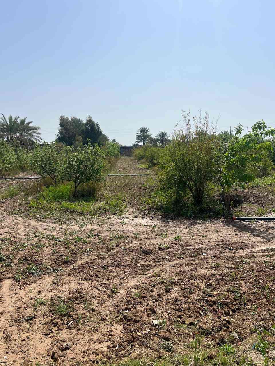 مزرعه في ابوذهب قريبه عن الشارع الوسط بيت صغير مع حديقه مزروعه فواكه منتجه تفاح عرموط نخل رمان سفرجل وحمضيات مساحه دونم ونصف مسيجه كهرباء واصل للمزرعه اعمدة كهربا ء.***********
