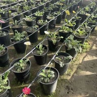 � نباتات جربيرا مزهرة للبيع 🌸 ألوان متعددة (أحمر – وردي – أصفر) 🌱 نبات...