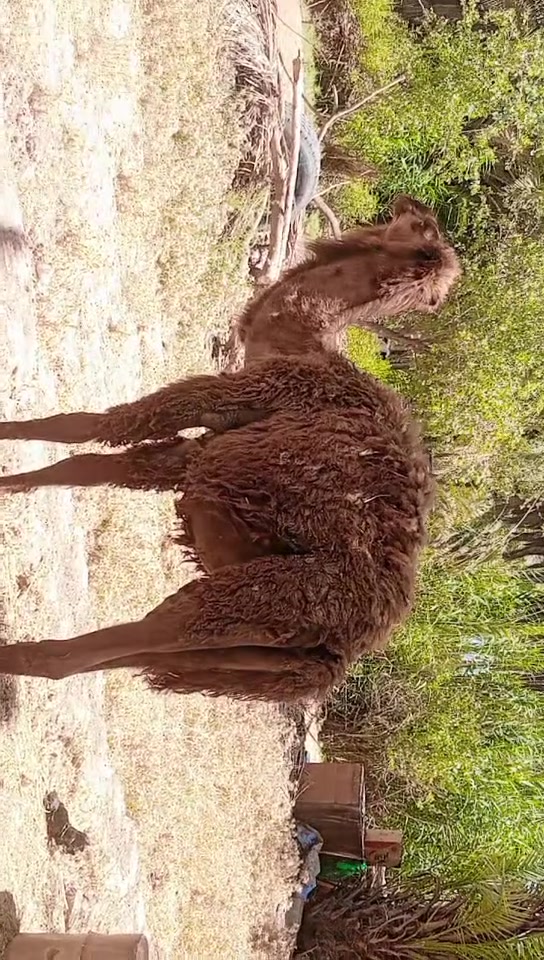بعير كصابه مكاني بابل جبله توصيل ماكو ///***********
