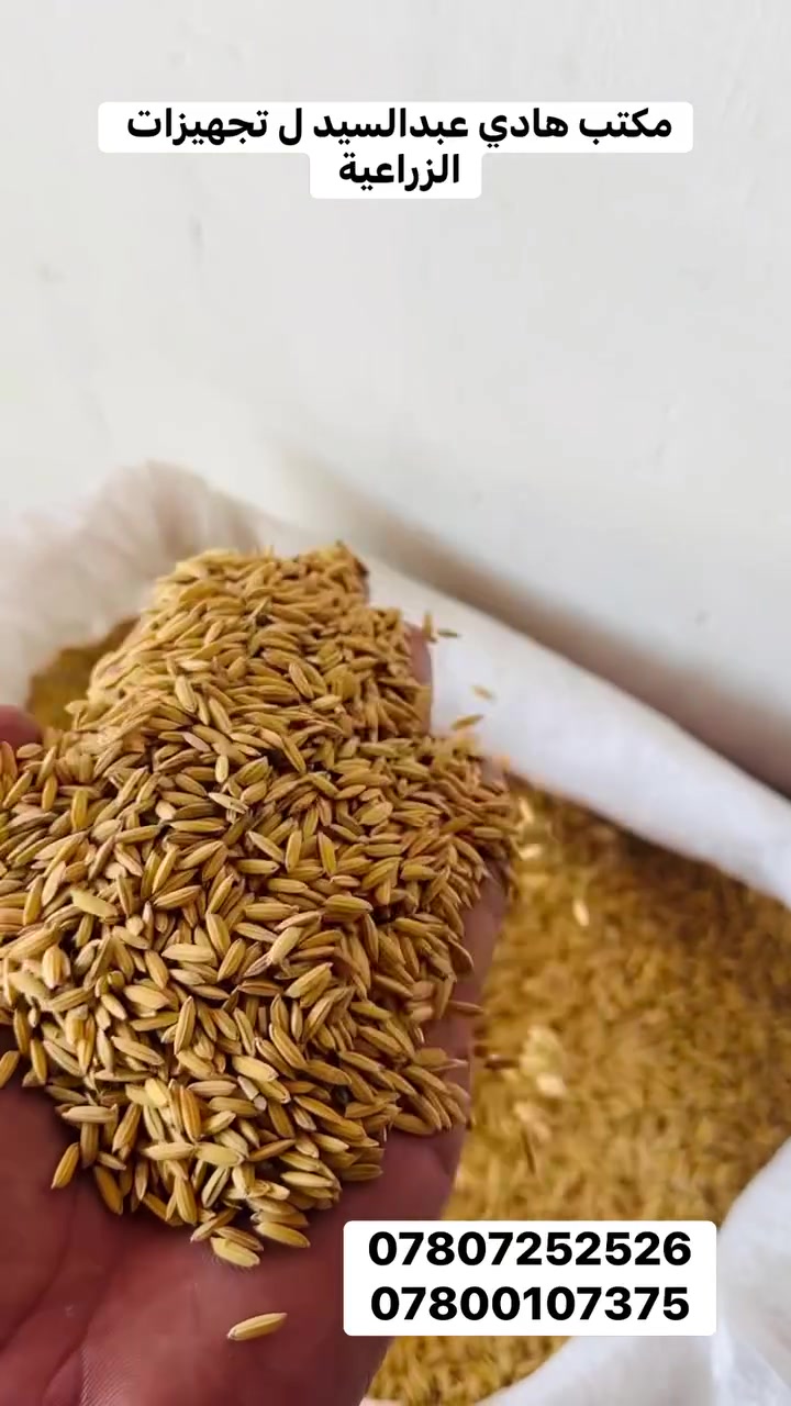 بذور ياسمين 🌾🌾🌾 درجة أولى 
للاستفسار الإتصال بالرقم 
هادي عبدالسيد ***********
حسنين هادي ***********
