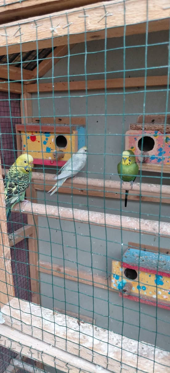 طيور حب للبيع الزوج ب10 بيهن امايات وافراخ


**إذا كنت صاحب هذا الإعلان وتريد حذفه لأي سبب، رجاءا أرسل رسالة إلى الدعم الفني**