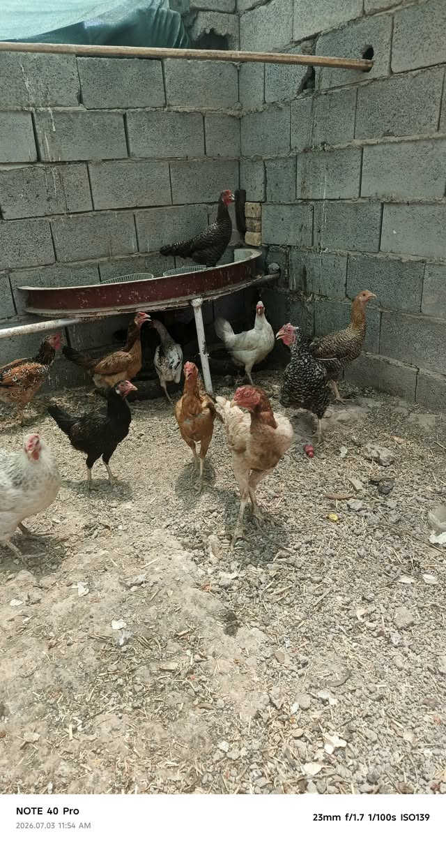 السلام عليكم دجاج عرب للبيع بياض شرط (20)دجاجه وديج(1) مكاني ميسان كصيبه الثانيه السعر خاص رقم واتساب بي ***********
