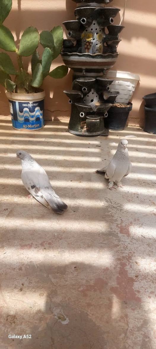 طيور للبيع كلشي وسعره تور بيهن زوج تيديات وزوج برص شرط البيض والشد وزوج مساكي زوج رماديات نثيه فضيه وفحل مسكي وحياكم الله *********** وخاص موجود والعنوان تكريت وتوصيل وحجز ماكو
