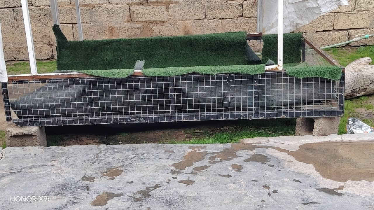 ️ السَّلَاْمُ‌ ‌عَلَیْکُم‌  ئەم کەپری کەریم کابانە بۆ فروشتن بۆ بەقالیە دوو بەشە وەک لەوینەکە دیارە ئەو بەشەی خوارەوە لەجیگای دەرگای ماتورەکە دەی بەستی  دەبیت دەرگاکان بکەینەوە هەتا بڵی کەپریکی ڕیکو پێکە هەڕ کەسیک موشتەریە نامە بنیرین سعری گونجاوە


**إذا كنت صاحب هذا الإعلان وتريد حذفه لأي سبب، رجاءا أرسل رسالة إلى الدعم الفني**