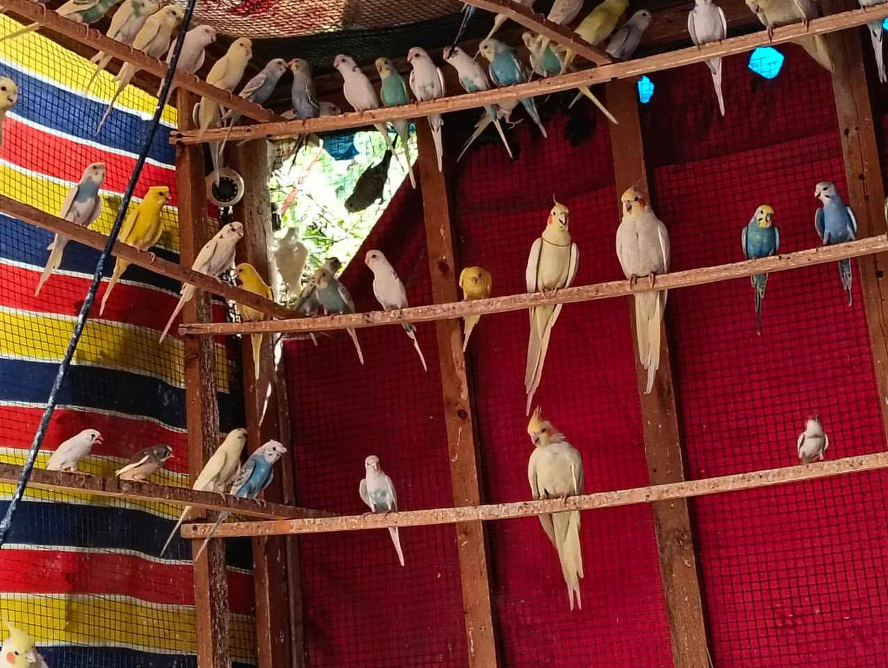 السلام طيور للبيع مال محميه بيهن كناري بولندي عل12 زوج والفرنسي هم12 وريمبو الزوج عل 15 وفناجس الخشنه الزوج عل8 رقمي ‏‪***********‬‏ العنوان ناصريه مركز
