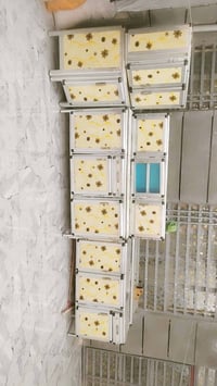 الحمزه الغربي • حي الزهراء • دواليب