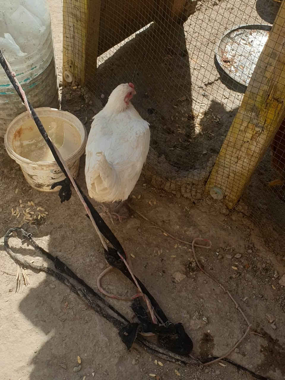 سلام عليكم دجاجة وبيضاتهة وفراري للبيع ليرديهن يراسني بسعر مناسب جدأ


**إذا كنت صاحب هذا الإعلان وتريد حذفه لأي سبب، رجاءا أرسل رسالة إلى الدعم الفني**