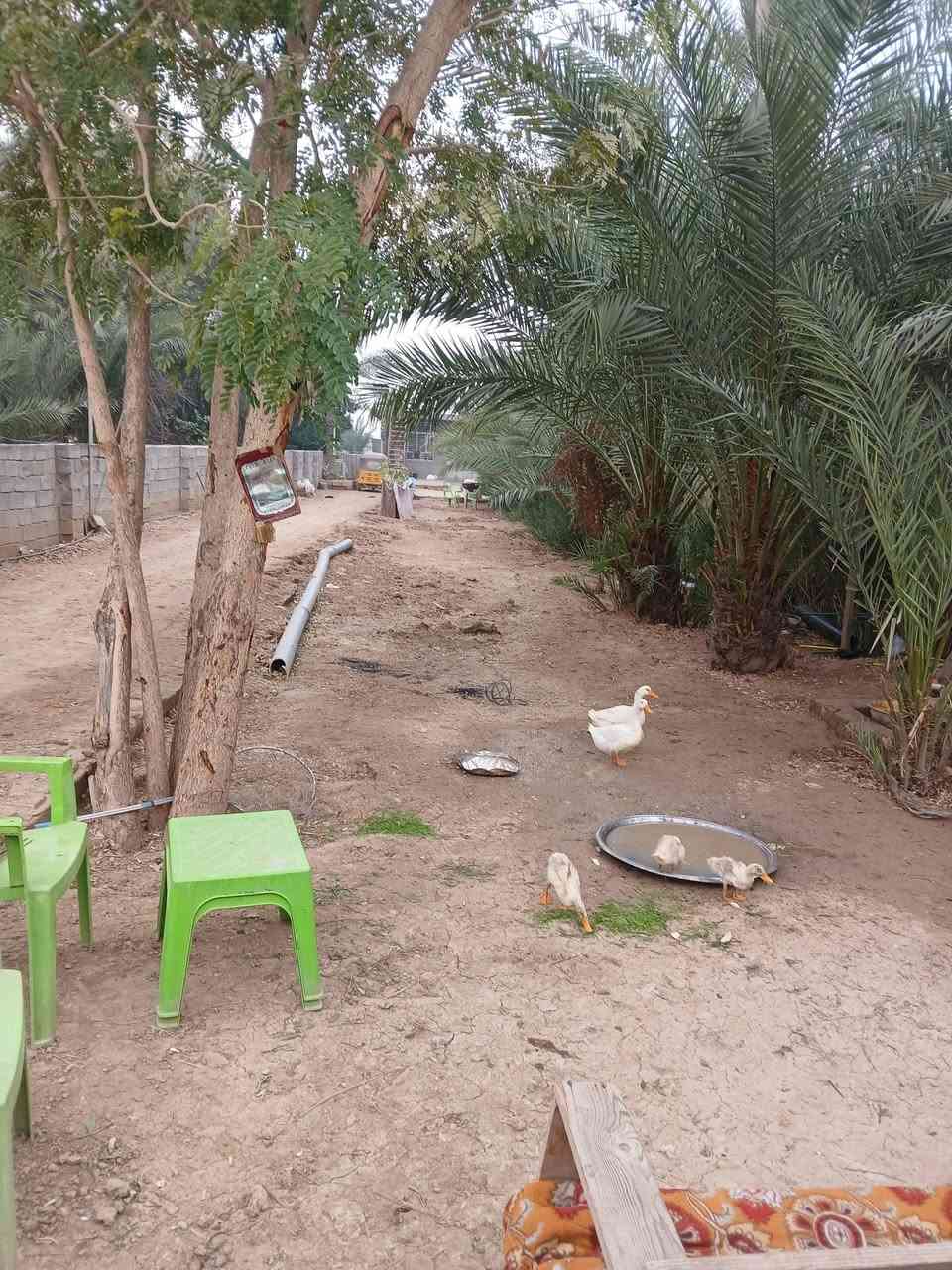 السلام عليكم نص دونم ع الشارع،العام ١٢٥٠ متر طابو صرف مع دار كبير ومزروع كافة الزرع،من نخيل و فواكه وتفاح والخ..
العنوان الاوسمة والانواط قرب معمل الكبة 
للاستفسار ***********
