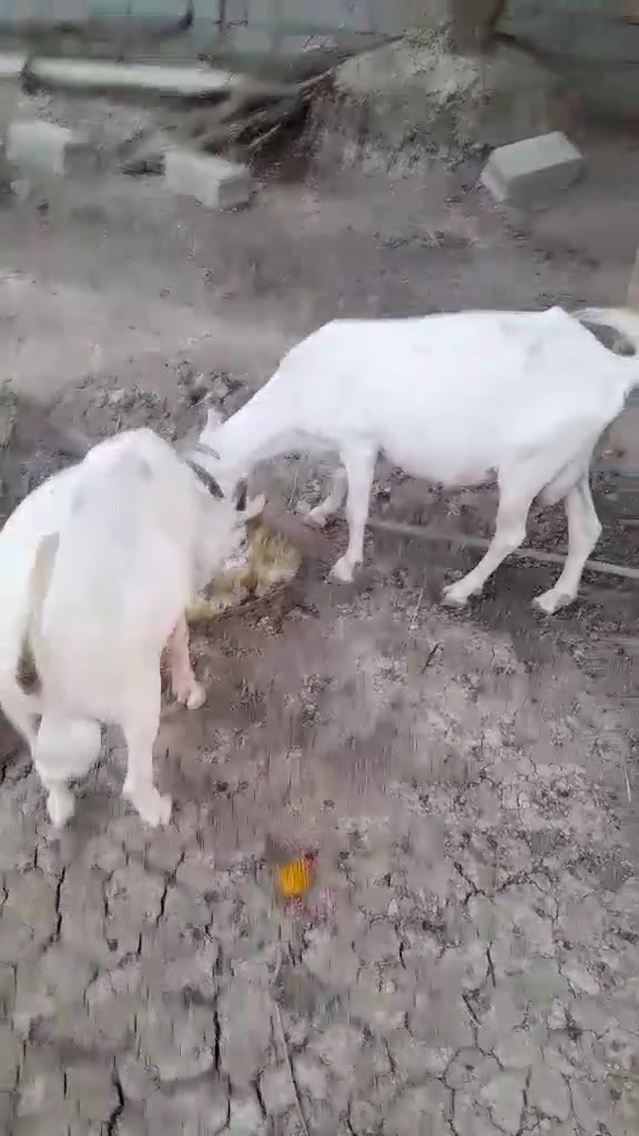 سلام عليكم عندي اثنين صخول فحل ونثيه نوعيه سانين كلش زينات اريدهن بسعر ٤٠٠ وبيهن مجال قليل العنوان بصره جزيرة


**إذا كنت صاحب هذا الإعلان وتريد حذفه لأي سبب، رجاءا أرسل رسالة إلى الدعم الفني**